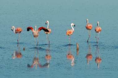 Flamingolar tuzlu bir gölde dinleniyor, La Pampa Eyaleti, Patagonya, Arjantin.