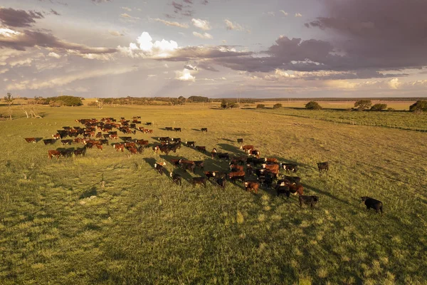 Aerial View Troop Steers Export Cattle Raised Natural Pastures Argentine — Stock Photo, Image