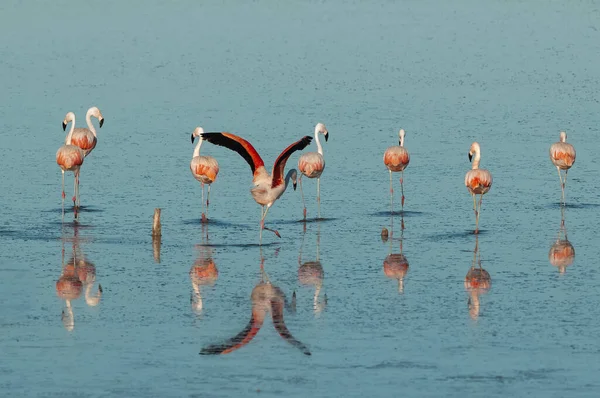 Flamingos Ruhen Einer Salzigen Lagune Provinz Pampa Patagonien Argentinien — Stockfoto