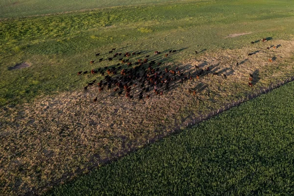 아르헨티나 시골에서 목초지가 가축을 기르고 수출용 공중에서 — 스톡 사진