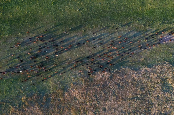 Vista Aérea Uma Tropa Novilhos Para Exportação Gado Criado Com — Fotografia de Stock