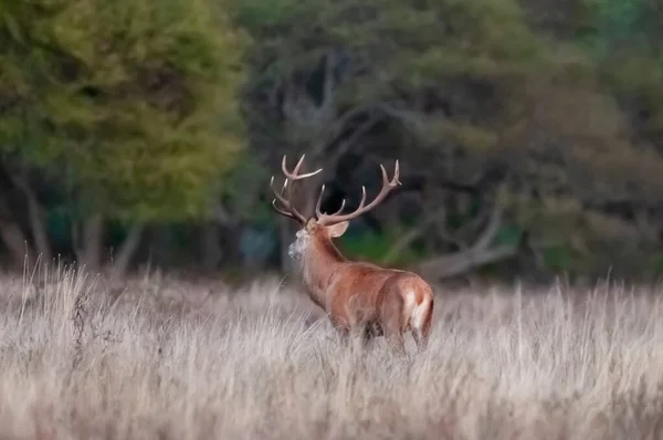 Male Red Deer Pampa Argentina Parque Luro Nature Reserve — Stock Photo, Image