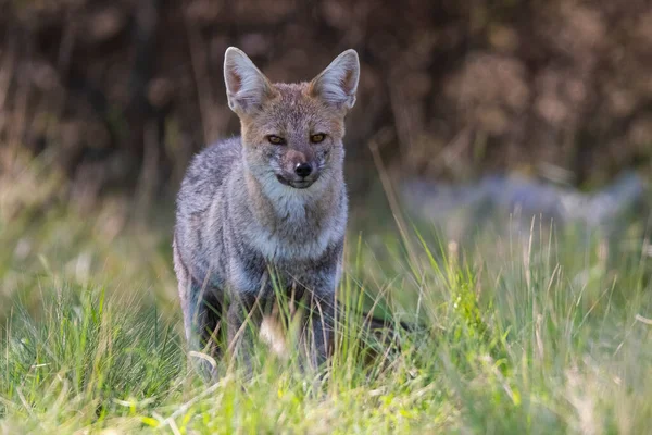 Pampas fox Stock Photos, Royalty Free Pampas fox Images | Depositphotos Pampas fox Stock Photos, Royalty Free Pampas fox Images | Depositphotos
