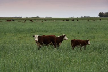 Pampas kırsalında doğal çayırlarda sığır yetiştirme, La Pampa Eyaleti, Patagonya, Arjantin.