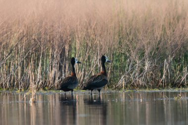 Beyaz yüzlü Whistling Duck, bataklık ortamında, La Pampa Eyaleti, Patagonya, Arjantin.