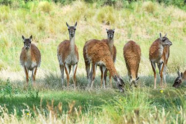 Lama hayvanı, pampas otlağında, La Pampa ili, Patagonya, Arjantin
