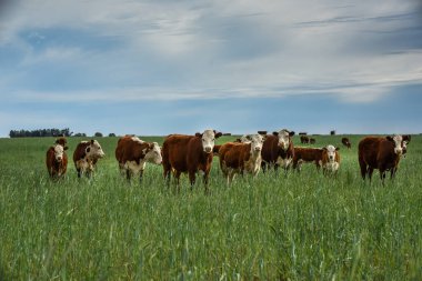 Pampas kırsalında doğal çayırlarda sığır yetiştirme, La Pampa Eyaleti, Patagonya, Arjantin.