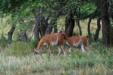 Lama hayvanı, pampas otlağında, La Pampa ili, Patagonya, Arjantin
