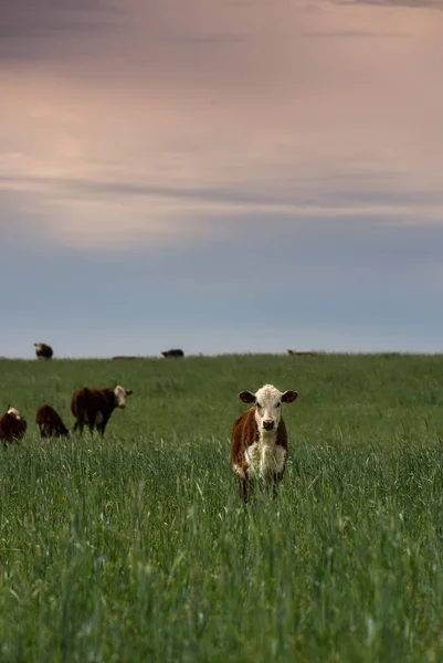 Veehouderij Met Natuurlijke Weiden Het Platteland Van Pampas Provincie Pampa — Stockfoto