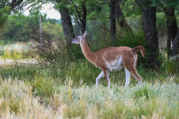 Lama Animal Pampas Grassland Environment Pampa Province Patagonia Argentina — Foto Stock