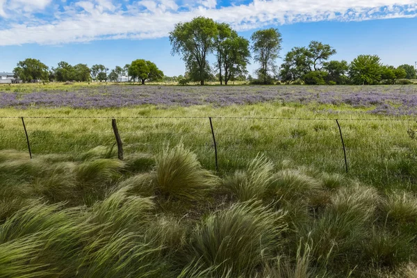 Campo Florecido Verano Provincia Pampa Patagonia Argentina —  Fotos de Stock