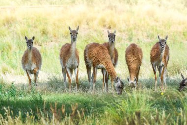Lama hayvanı, pampas otlağında, La Pampa ili, Patagonya, Arjantin