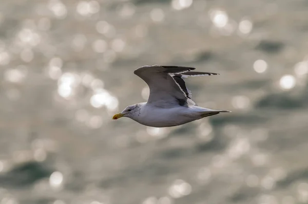 Martı Uçuyor Larus Dominicanus Patagonya Arjantin — Stok fotoğraf