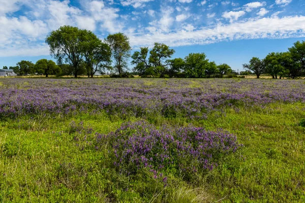 夏時間の風景の花のフィールド ラパンパ州 パタゴニア アルゼンチン — ストック写真
