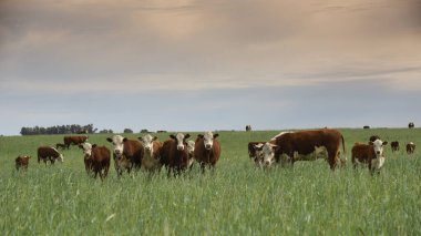 Pampas kırsalında doğal çayırlarda sığır yetiştirme, La Pampa Eyaleti, Patagonya, Arjantin.