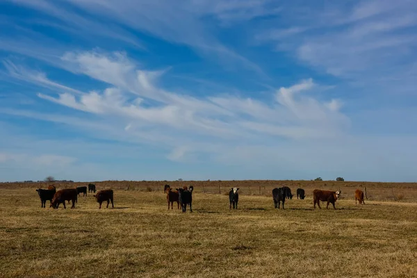 Выращивание Крупного Рогатого Скота Сельской Местности Аргентины Природная Газонная Среда — стоковое фото