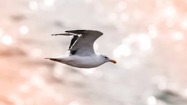 Sea Gull Flight Larus Dominicanus Patagonia Argentina — Φωτογραφία Αρχείου