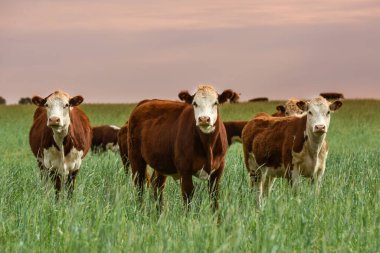Pampas kırsalında doğal çayırlarda sığır yetiştirme, La Pampa Eyaleti, Patagonya, Arjantin.