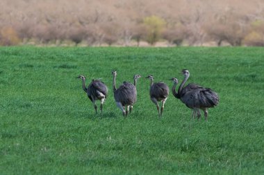 Büyük Rhea, Rhea americana, Pampas 'ta kırsal bölge, La Pampa, Brezilya.