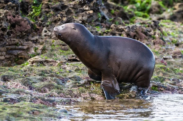 Південноамериканський Морський Лев Ячий Якуш Гірські Вальди Пут Патагонія Аргентина — стокове фото