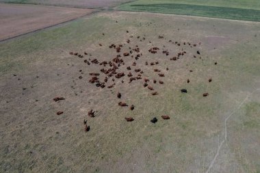 İhracat için bir öküz sürüsünün havadan görünüşü, Arjantin kırsalında doğal çayırlarda yetişen sığırlar..