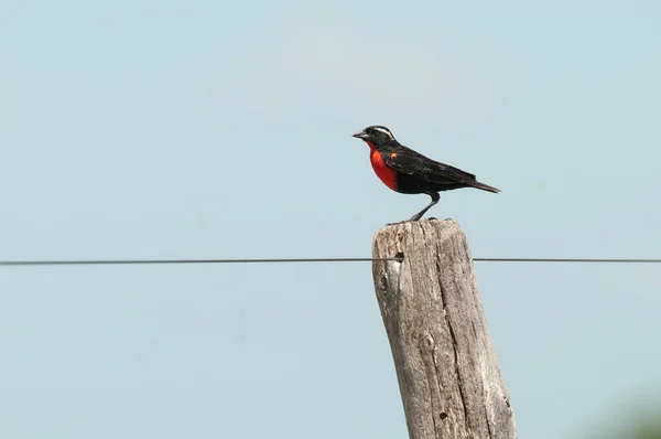 Meadowlark Sturnella Superciliaris Arroccato Una Recinzione Patagonia Argentina — Foto Stock