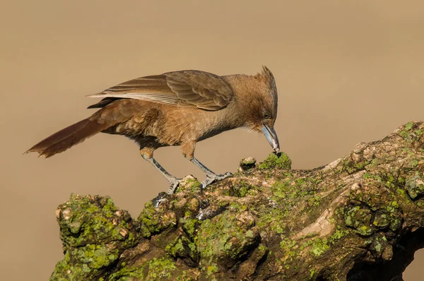 Brown Cacholote Pampas Forest Environment Pampa Province Patagonia Argentina — Stock Photo, Image