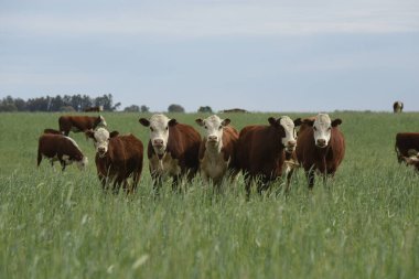 Pampas kırsalında doğal çayırlarda sığır yetiştirme, La Pampa Eyaleti, Patagonya, Arjantin.
