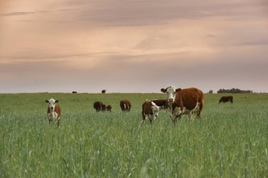Pampas kırsalında doğal çayırlarda sığır yetiştirme, La Pampa Eyaleti, Patagonya, Arjantin.
