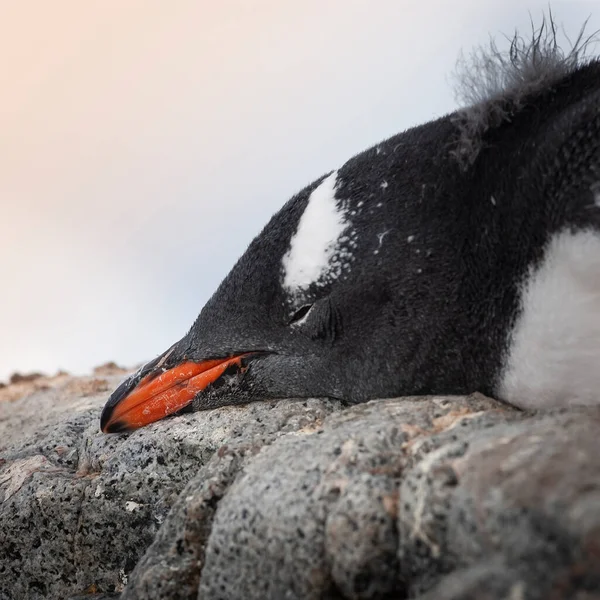 Gentoo Penguin Pygoscelis Papua Antartica — Zdjęcie stockowe