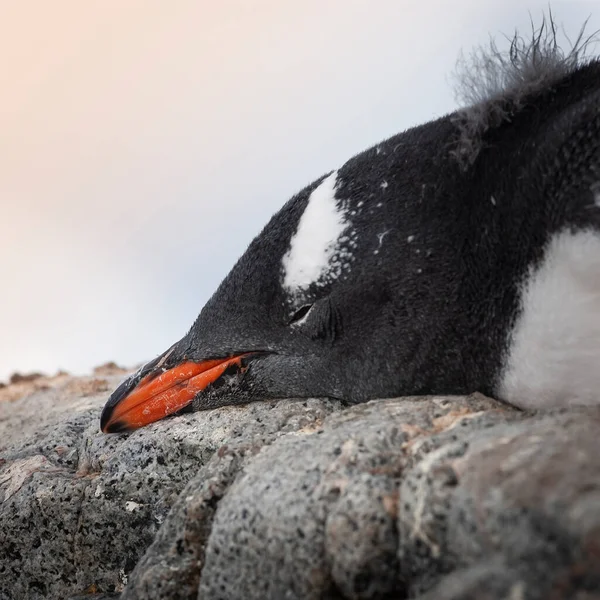 Gentoo Penguin Pygoscelis Papua Antartica — Foto Stock