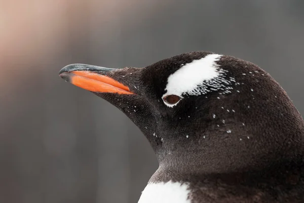Gentoo Penguin Pygoscelis Papua Antartica — Foto Stock