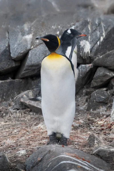 Emperor Penguin Aptenodytes Forsteri Port Lockroy Goudier Island Antartica — Stock Photo, Image