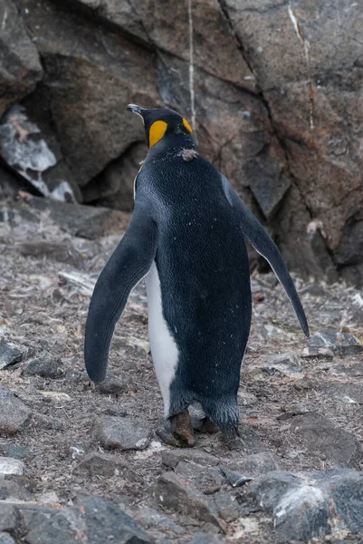 Empereur Pingouin Aptenodytes Forsteri Port Lockroy Île Goudier — Photo