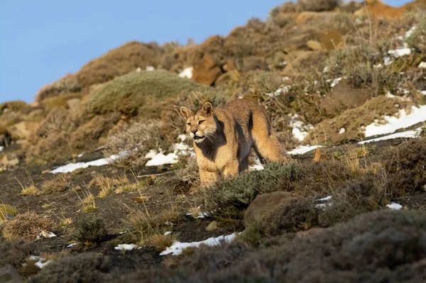 Puma Beim Wandern Den Bergen Torres Del Paine National — Stockfoto