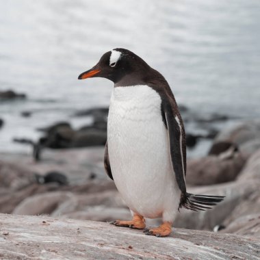 Gentoo Penguen, Pygoscelis papua, Antartika.
