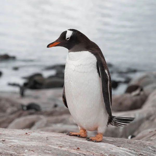 Gentoo Penguin Pygoscelis Papua Antartica — стокове фото