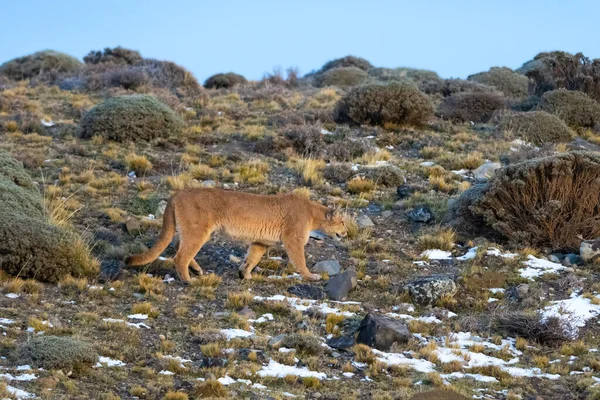 Puma Beim Wandern Den Bergen Torres Del Paine National — Stockfoto