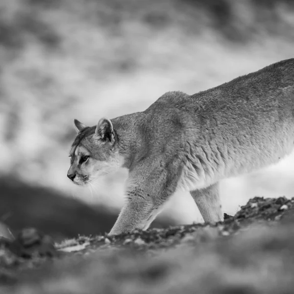 Puma Περπάτημα Στο Ορεινό Περιβάλλον Torres Del Paine National — Φωτογραφία Αρχείου