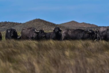 Su bufalosu, Bubalus bubalis, Arjantin, La Pampa vilayetinde tanıtılan türler, Patagonya.