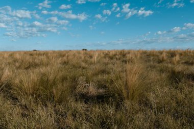 Pampas çim arazisi, La Pampa ili, Patagonya, Arjantin.