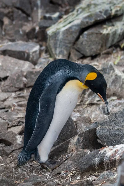 Emperor Penguin Aptenodytes Forsteri Port Lockroy Goudier Island Antartica — Stock Photo, Image