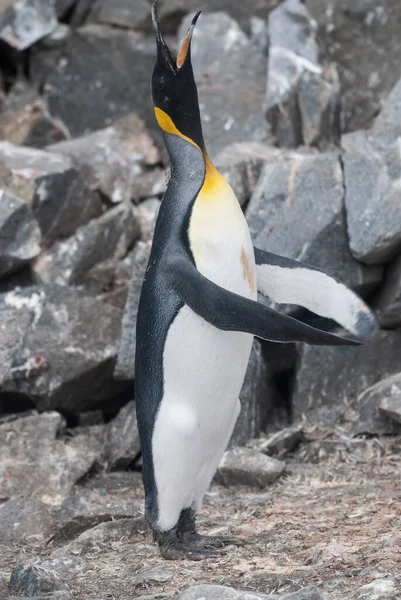 Emperor Penguin Aptenodytes Forsteri Port Lockroy Goudier Island Antartica — Stock Photo, Image