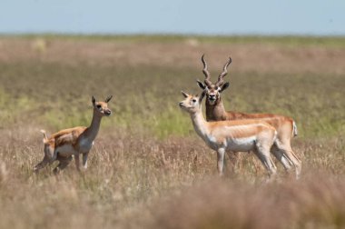 Blackbuck Antilobu, Pampas sade ortamında, La Pampa Provinc