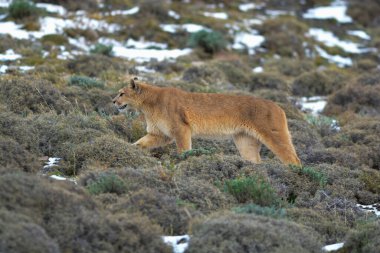 Puma dağda yürüyor, Torres del Paine Ulusal Parkı, Patagonya, Şili.