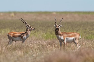 Blackbuck Antilobu, Pampas sade ortamında, La Pampa Provinc