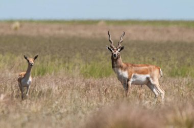 Pampas 'ta Blackbuck Antilobu, La Pampa bölgesi, Arjantin