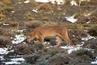 Puma dağda yürüyor, Torres del Paine Ulusal Parkı, Patagonya, Şili.