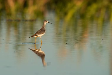 Daha az sarı bacaklı, lagünün dalgalı suları, La Pampa, Patagonya, Arjantin