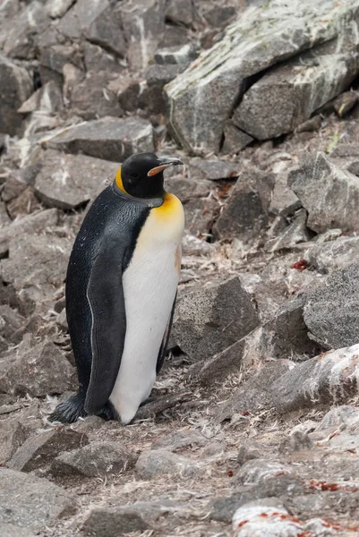 Emperor Penguin Aptenodytes Forsteri Port Lockroy Goudier Island Antartica — Stock Photo, Image